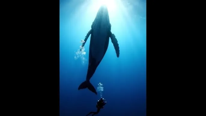 李小璐结婚 - 深蓝星球：探索海洋深处的未知世界